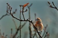 Krivka obecna - Loxia curvirostra - Red Crossbill 3789
